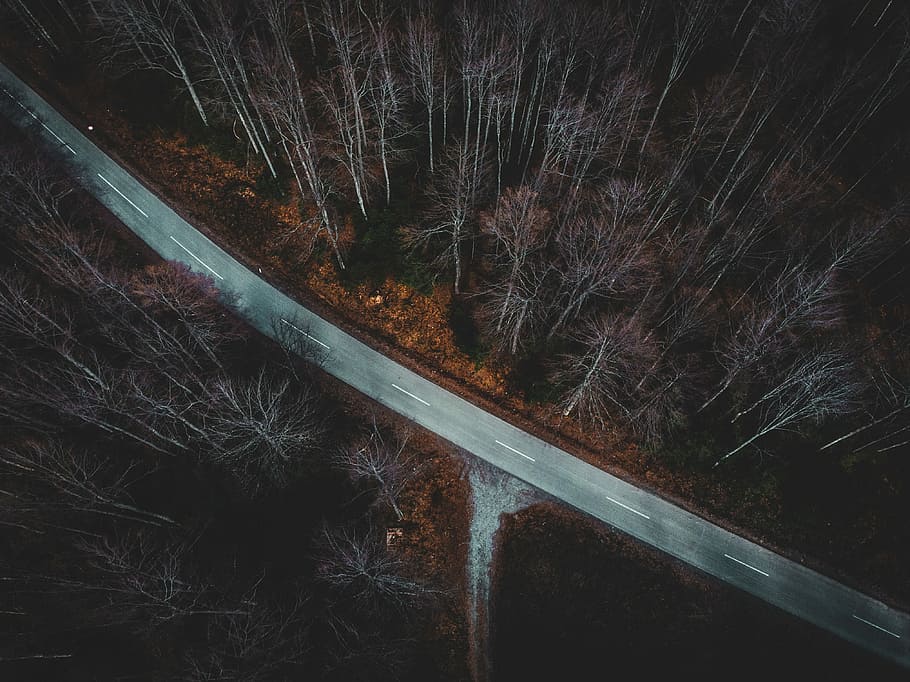 aerial view photography of road and trees, bird's eye view photo of gray road between trees HD wallpaper