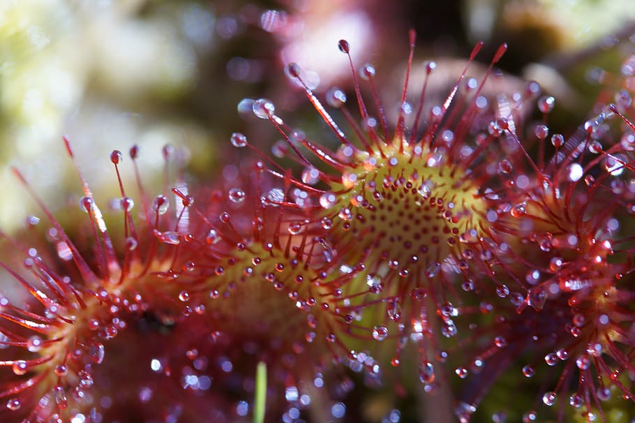 sundew, carnivore, plant, sticky, droplets, tentacles, secretion HD wallpaper