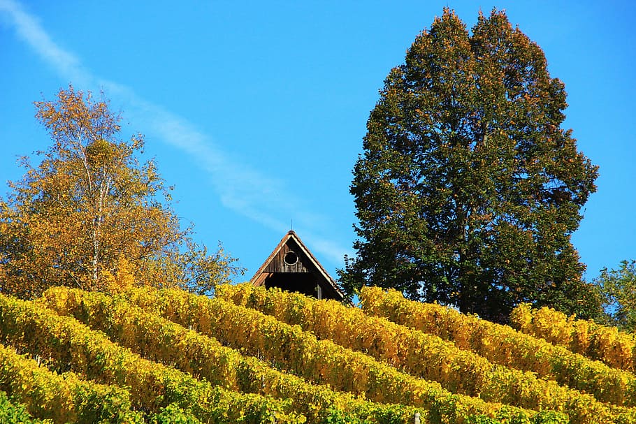 Vineyard, Wine, Nature, autumn, winegrowing, agriculture, rural scene HD wallpaper