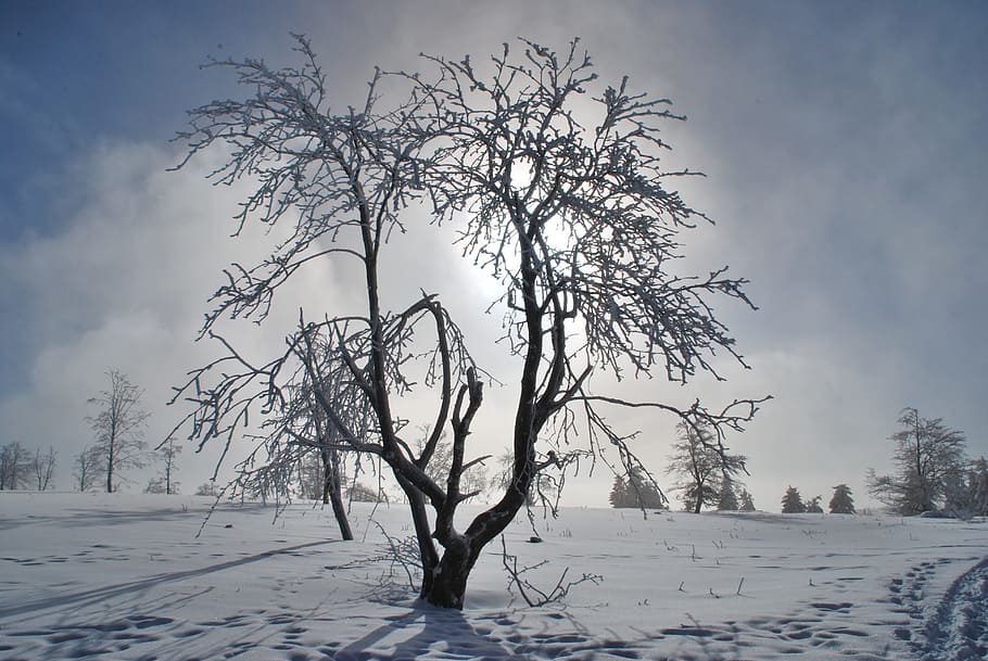 Winter, Snow, Cold, Back Light, Snowy, cold temperature, tree HD wallpaper