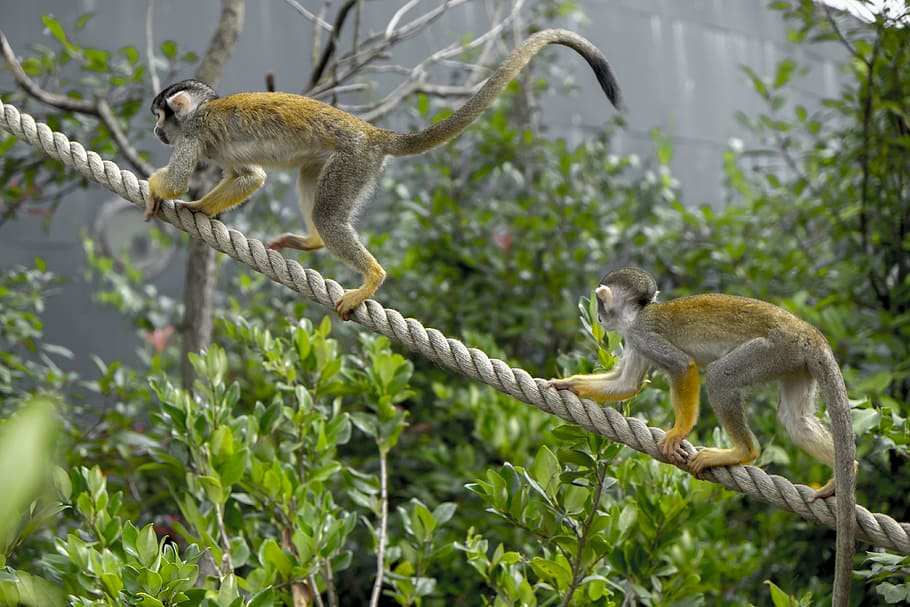 monkey, squirrel monkey, duo, mammal, animals, animal wildlife