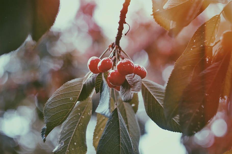 red berries close-up photo, fruit, cherry, fresh, tree, leaf HD wallpaper