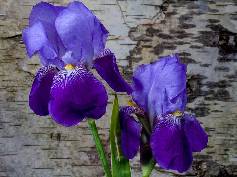 two purple flowers in micro photography, iris, spring, iridaceae HD wallpaper