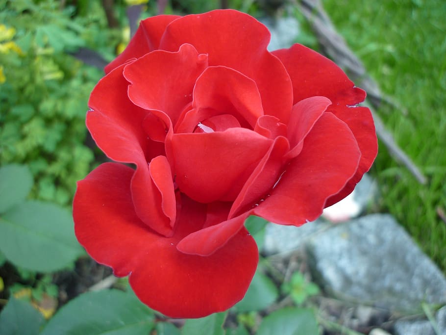 rose, flower, nature, flowering plant, beauty in nature, petal HD wallpaper