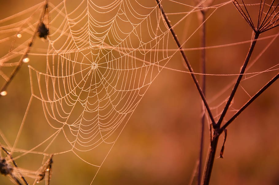 shallow focus photography of spiderweb on brown branches, dew HD wallpaper