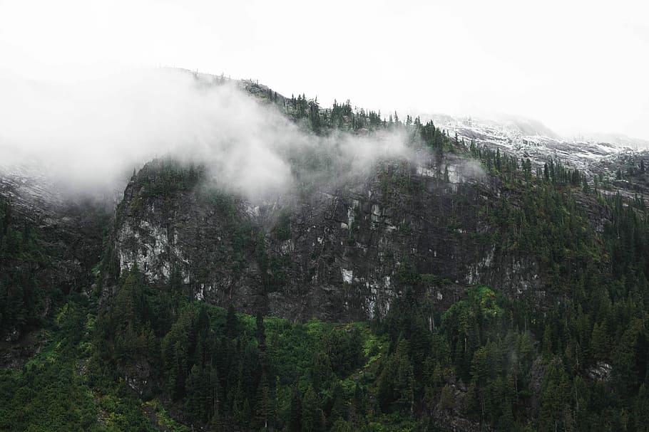 photo of mountain covered with fog and trees, fog covering trees on side of mountain HD wallpaper