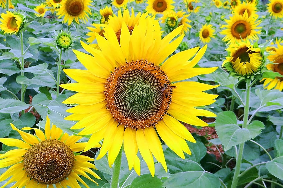 yellow sunflower during daytime, bee, insect, india, flowering plant HD wallpaper