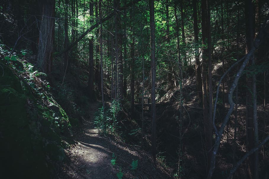 photo of forest walk path, green leafed trees in forest during daytime HD wallpaper
