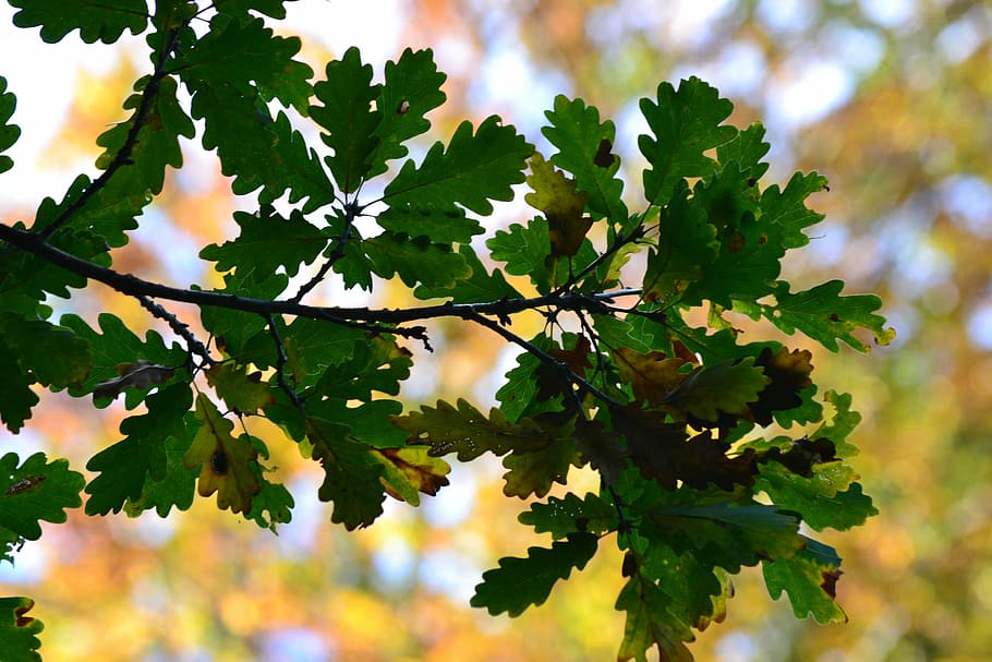 forest, deciduous tree, autumn, leaves, landscape, autumn forest HD wallpaper