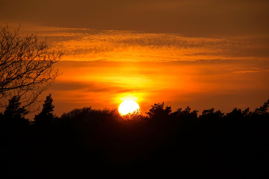 sunset, forest, yellow, orange, mood, abendstimmung, evening HD wallpaper