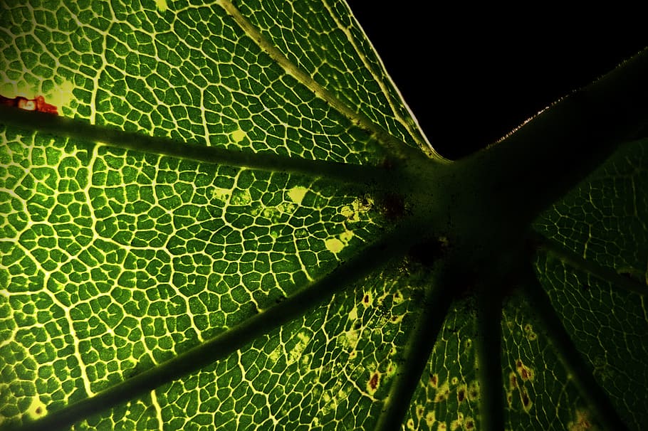 nature, macro, structure, leaf, contrast, black, pattern, plant part HD wallpaper