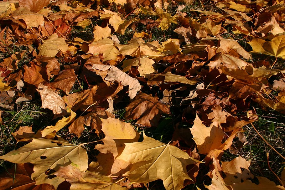 park, forest, autumn, tree, foliage, october, nature, leaf HD wallpaper