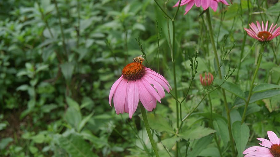 flowers, pink, bee, plant, flowering plant, beauty in nature HD wallpaper