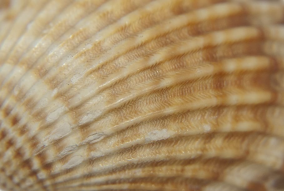 seashell, invoice shell, scallop, shells, beach, sandy beach HD wallpaper