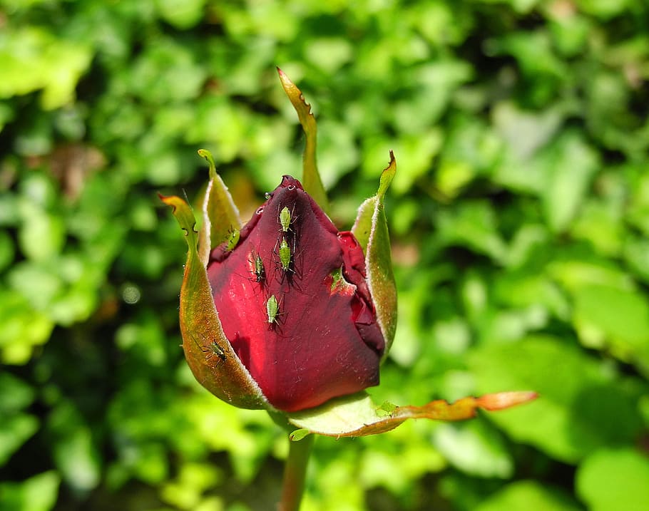 rose, rosebud, flower, blackfly, green, plant, insect, beauty in nature, HD wallpaper