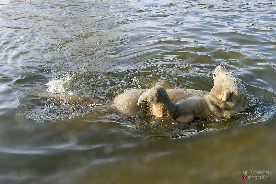 Polar Bear, Zoo, animals in the wild, animal wildlife, one animal HD wallpaper