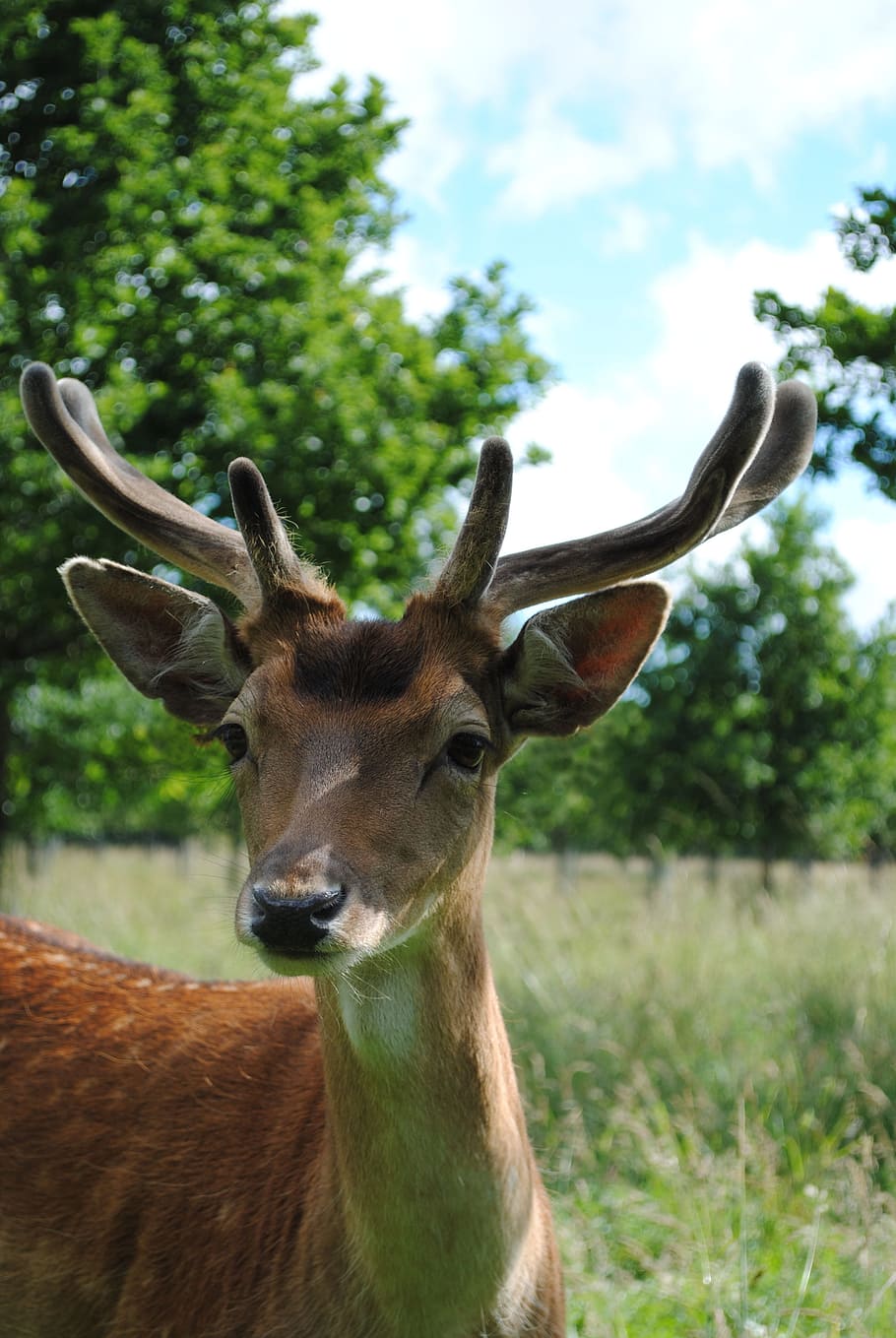 deer, young buck, fallow, animal themes, animal wildlife, mammal HD wallpaper