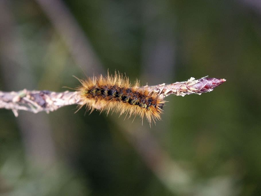 Caterpillar, Webworm, Insect, nature, summer, garden, one animal HD wallpaper
