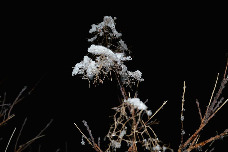 Plant, Night, Ice, black background, no people, winter, outdoors HD wallpaper