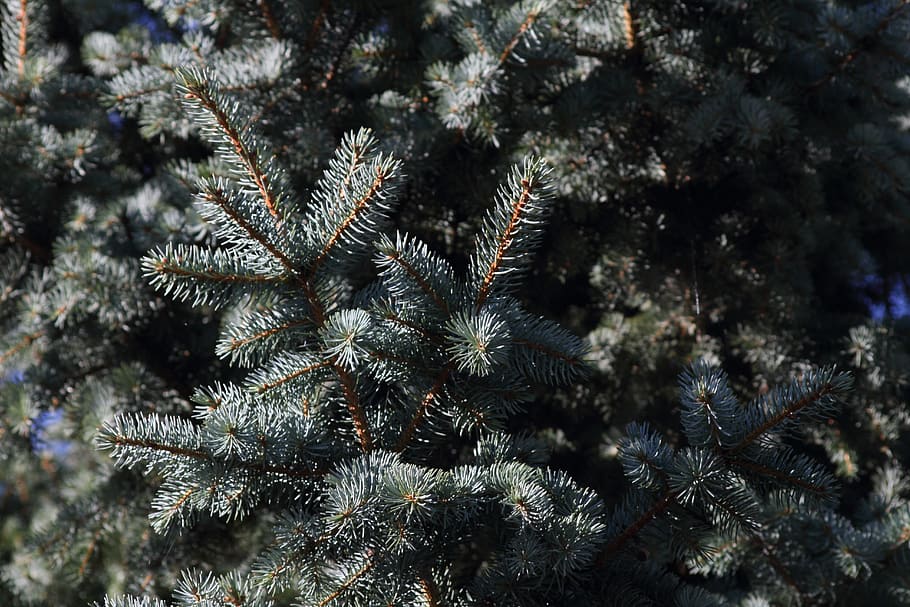 fir, forest, nature, pine needles, conifer, tree, silhouette HD wallpaper