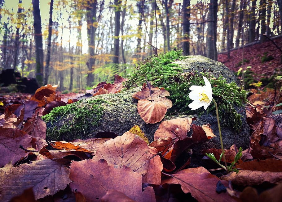 Wood Anemone, Spring, Leaf, Autumn, nature, flower, forest