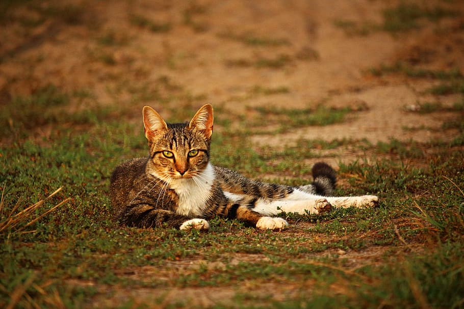 reclining gray and white cat on the ground, Kitten, Tiger Cat HD wallpaper