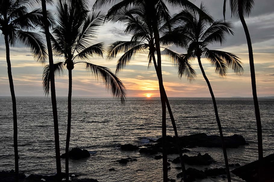 Sunset, Palms, Palm Trees, Mexico, Ocean, sea, beach, tranquil scene HD wallpaper