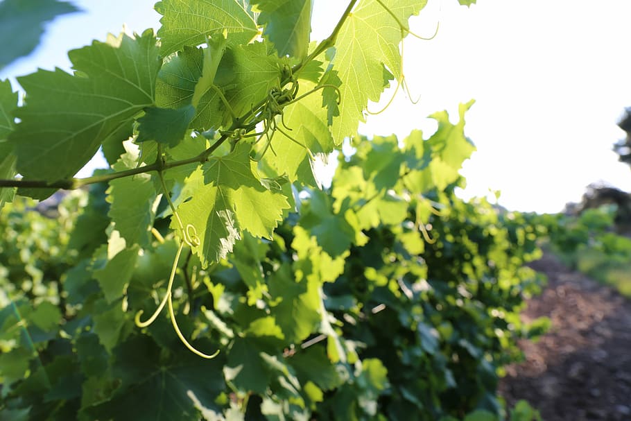 vines, provence, light, leaf, plant part, growth, green color HD wallpaper