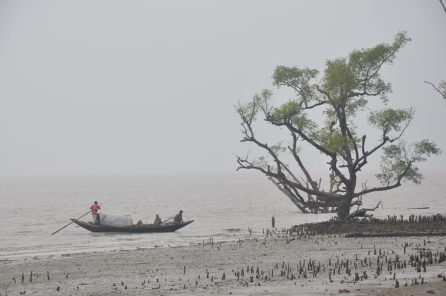 people on boat raft going near tree at cloudy day sky, Sea, Sundarban