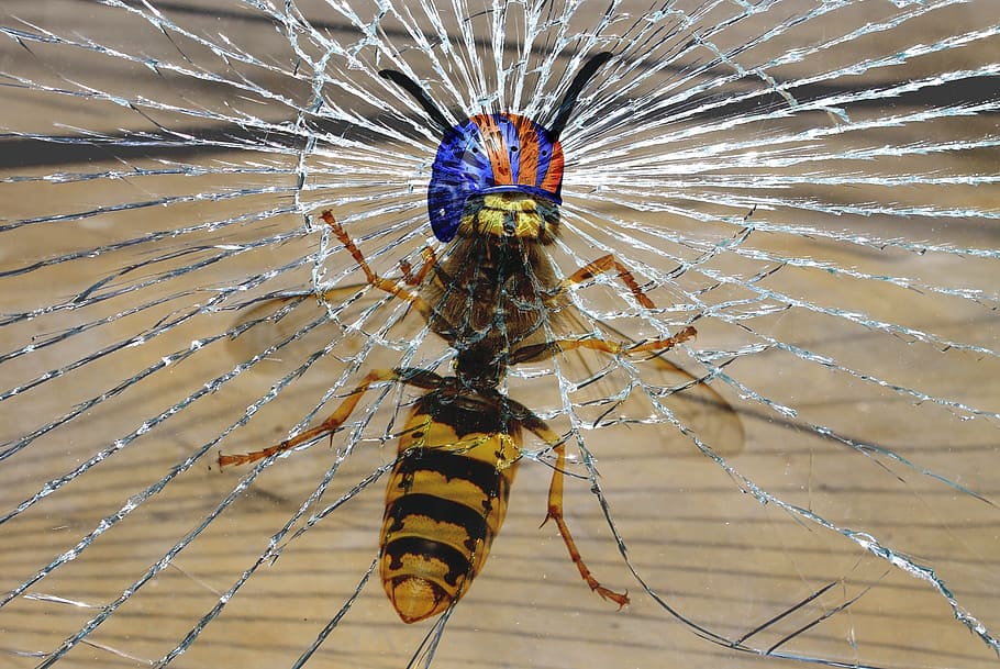 wasp, helm, fracture, impact, funny, composing, image editing HD wallpaper