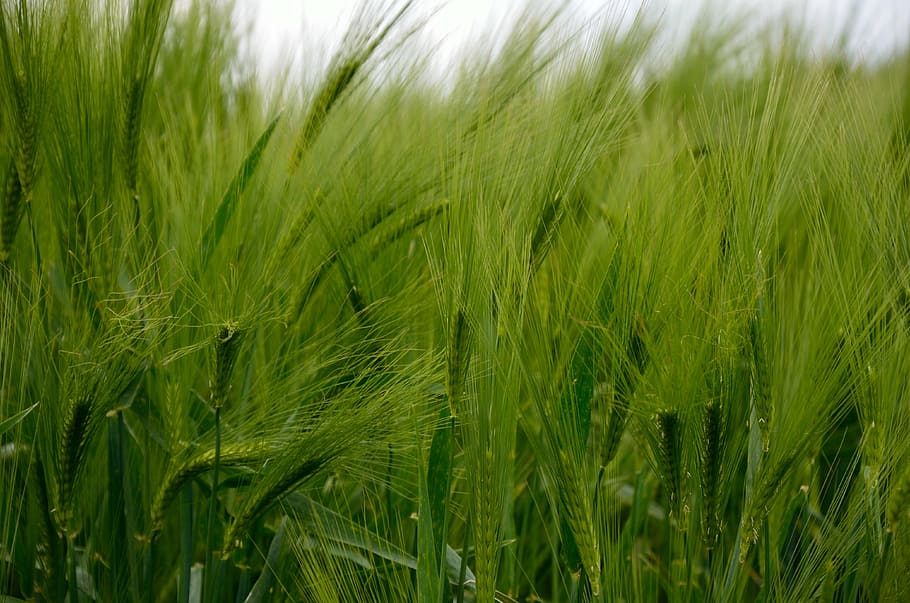 Nature Wheat HD Wallpaper