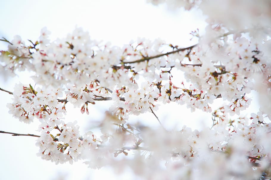 closeup photo of a white petaled flowers, shallow focus photography of white flowers in branch HD wallpaper