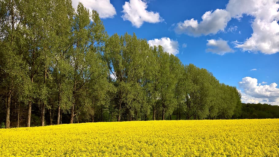 spring, westerwald, field, nature, landscape, sky, cloud, blue HD wallpaper