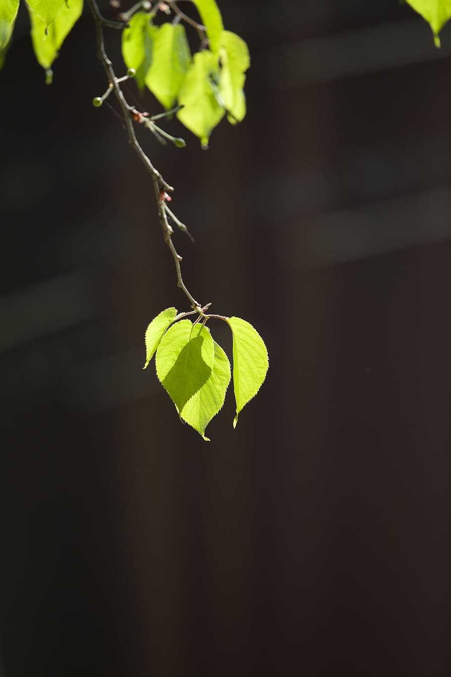 nature, wood, backlight, forest, the leaves, spring, wipes HD wallpaper