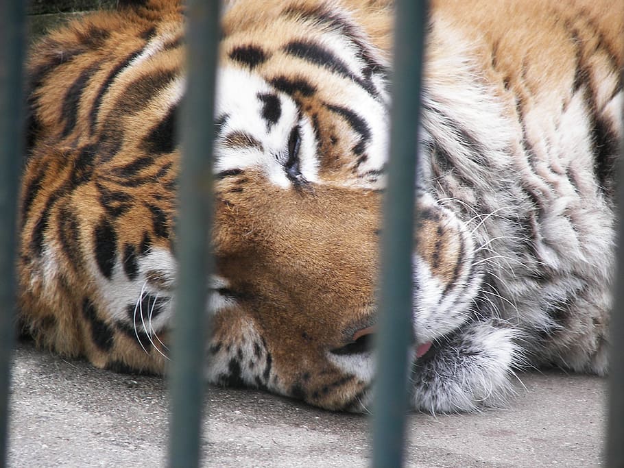 lion, cage, zoo, mammal, animal themes, feline, tiger, big cat HD wallpaper