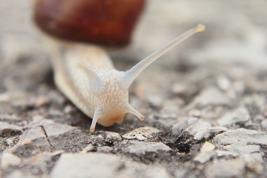 Snail, Probe, Small, Sweet, Animal, nature, close-up, slimy HD wallpaper