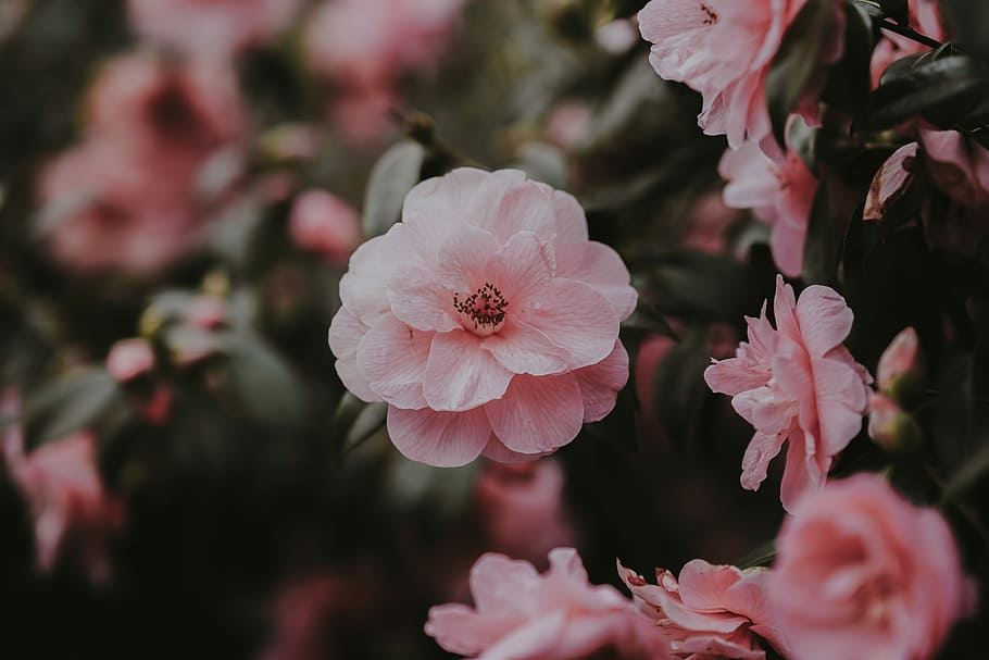 Camellia Flower Pictures  Download Free Images on Unsplash
