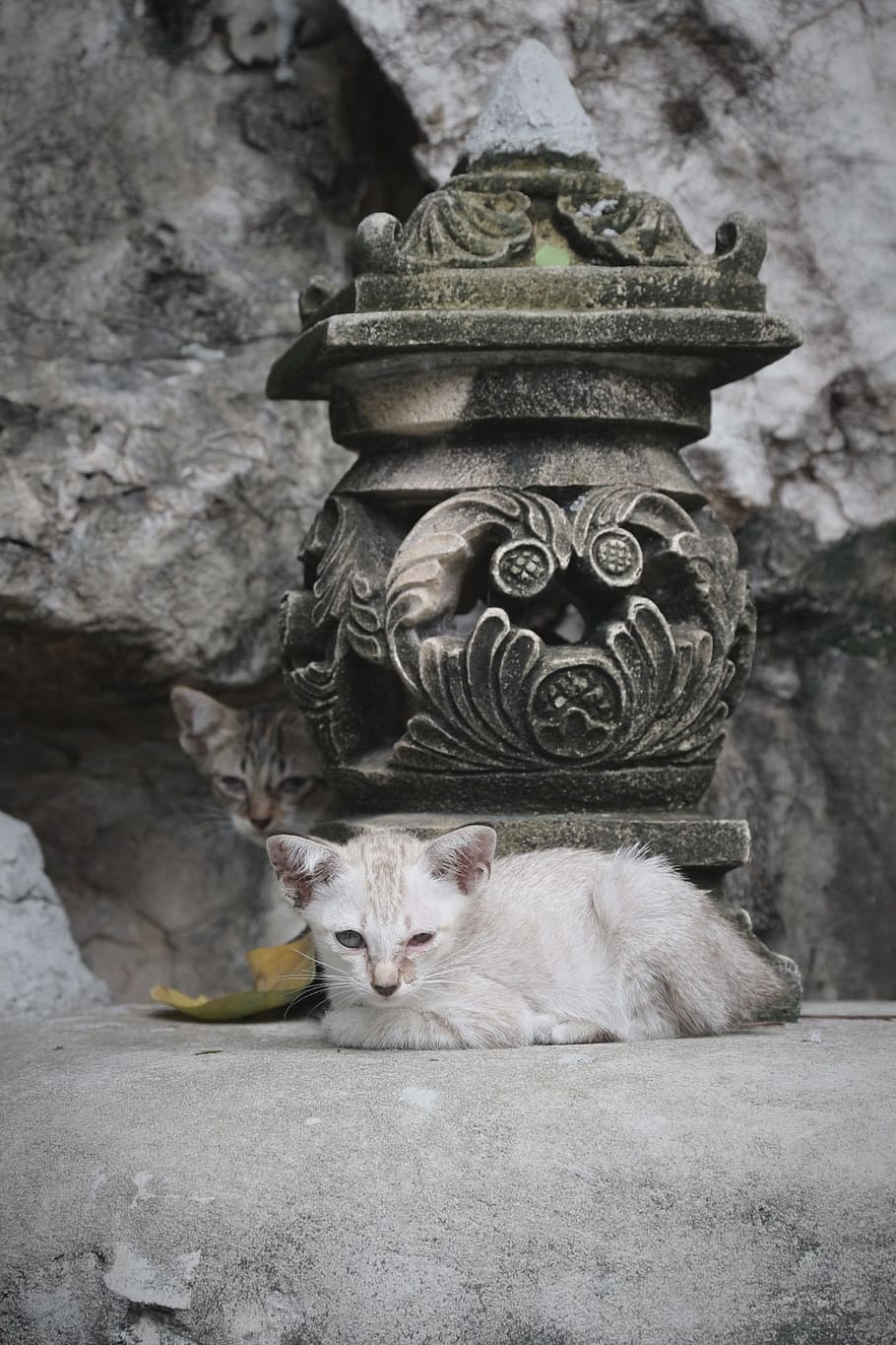 cat, kitten, statue, mammal, animal themes, feline, vertebrate HD wallpaper
