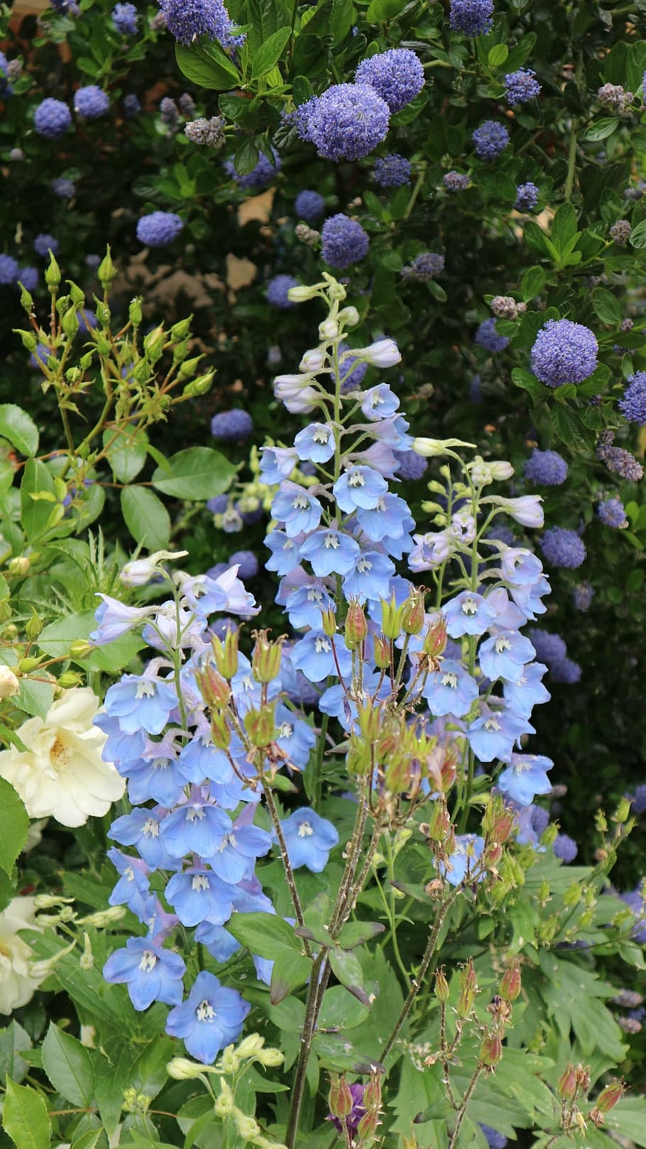 Blue england. Цветы голубые в Англии. Растение с лиловыми или голубыми цветами. Кодлеры Англия синий цветок. Сиреневая трава цветет весной синими цветами.