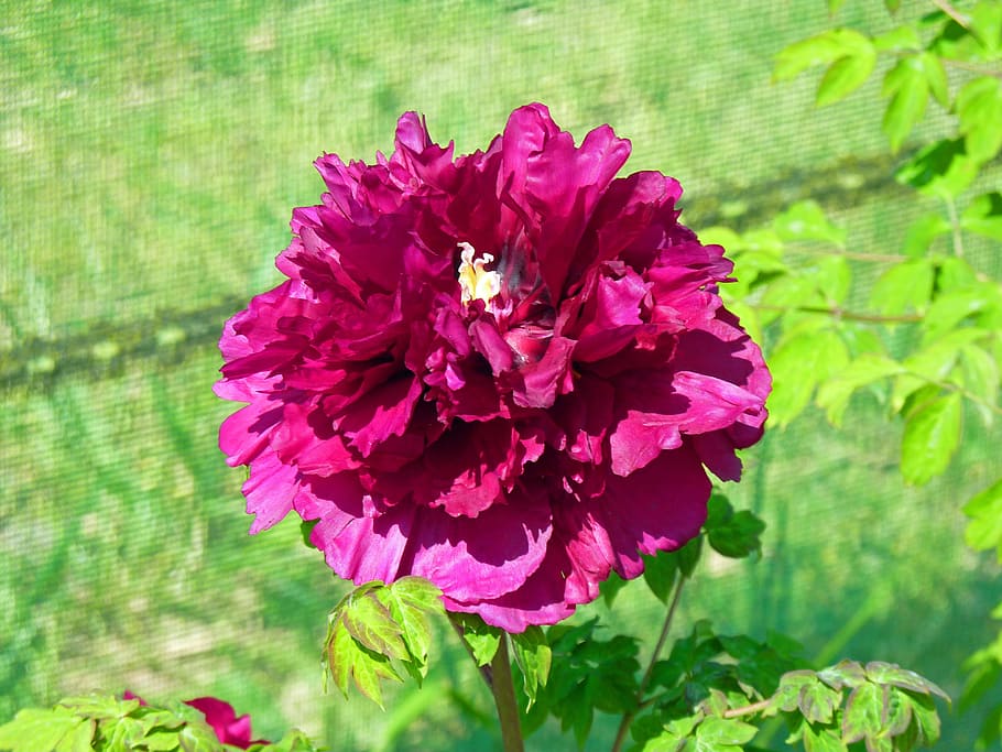 Flower, Peony, Button, Spring, flowering, garden, pink, purple HD wallpaper