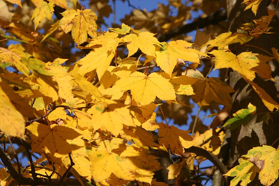 fall foliage, maple, yellow, plant part, leaf, autumn, change HD wallpaper