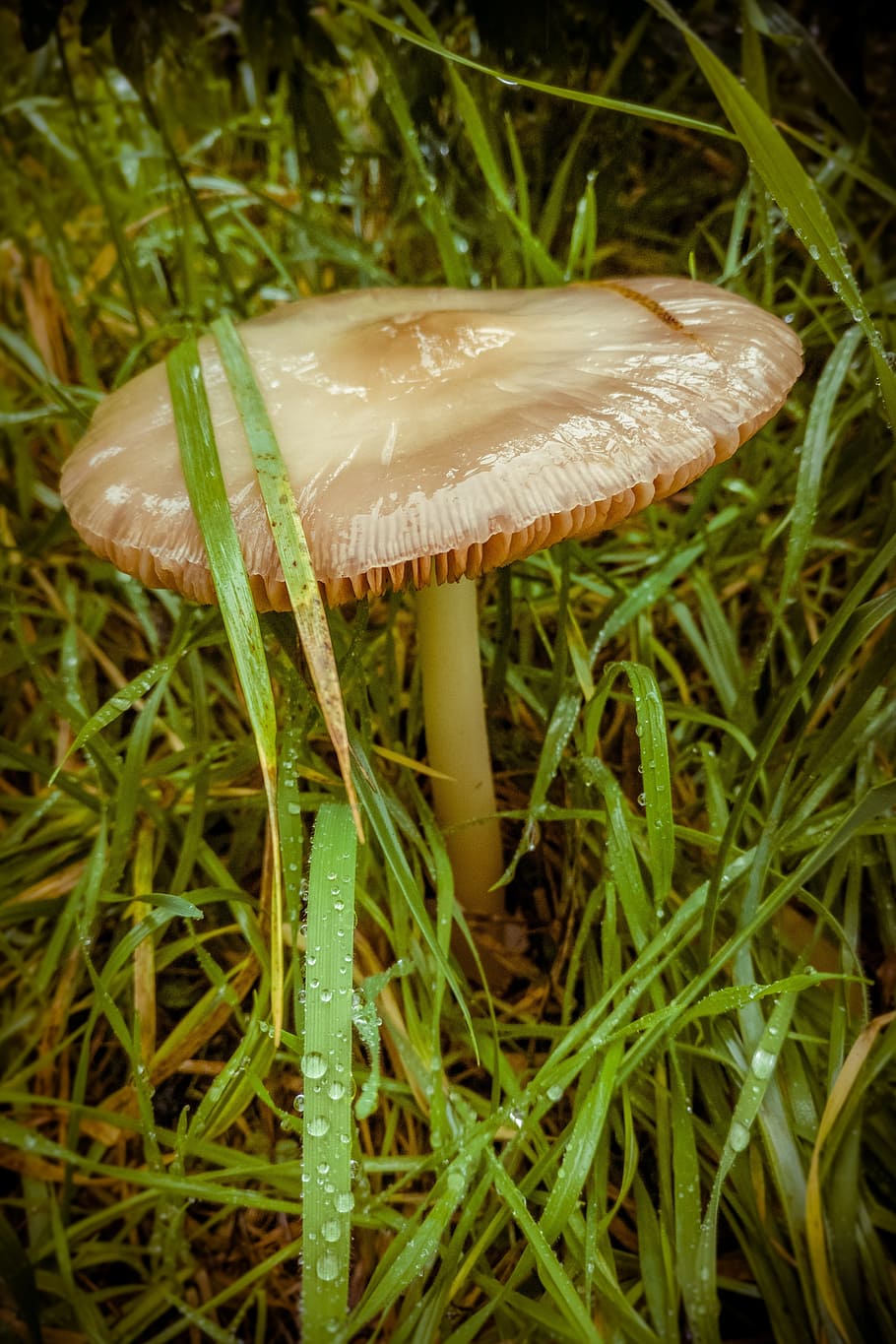 Mushroom, Brown, Greenery, Autumn, grass, fungus, edible mushroom HD wallpaper