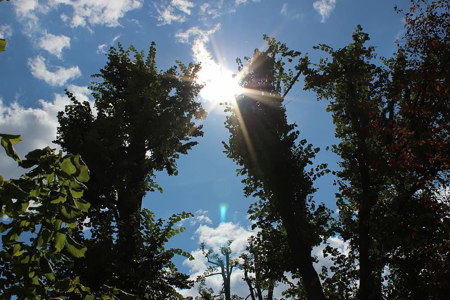 sun, blue sky, clouds, landscape, nature, tree, sunlight, plant HD wallpaper