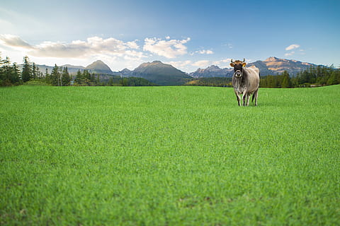 Happy Cow from Organic Farm Free Range, animals, bio, cows, field HD wallpaper