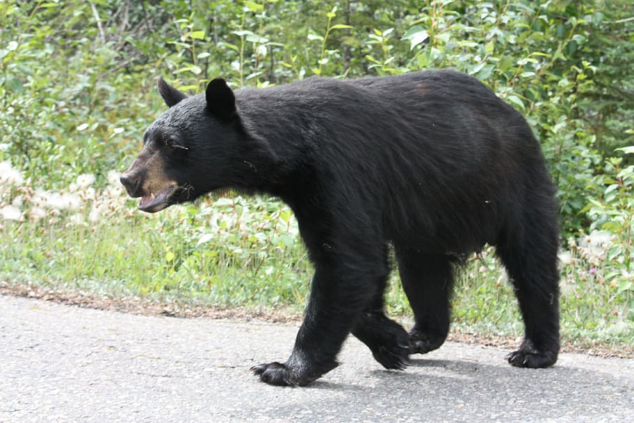 California bear, black bear, jasper, alberta, canada, animals HD wallpaper