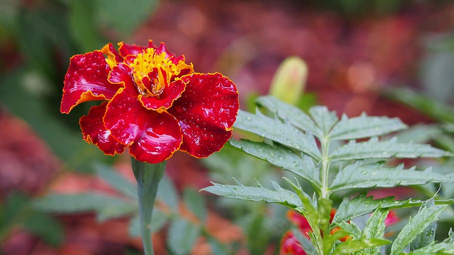 Marigold, Flower, Blooms, Macro, Skunk, rosa, nature, plant HD wallpaper