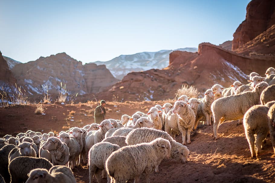 sheep, animal, lamb, love, wool, eyes, snout, people, nature