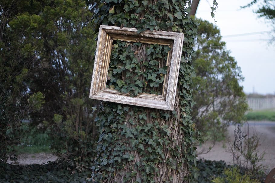 ivy, frame, tree, plant, growth, nature, day, no people, green color HD wallpaper