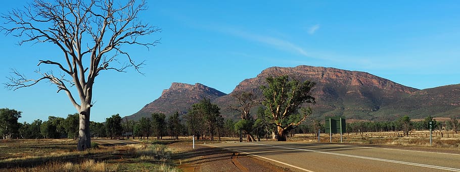 outback australia, flinders ranges, remote, dead trees, barren, HD wallpaper