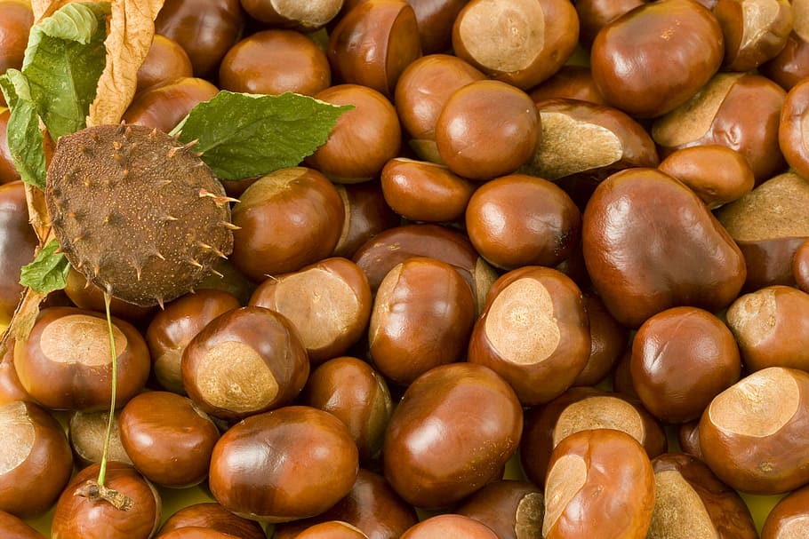 bunch of chocolates, conkers, background, leaves, leaf, thorns HD wallpaper